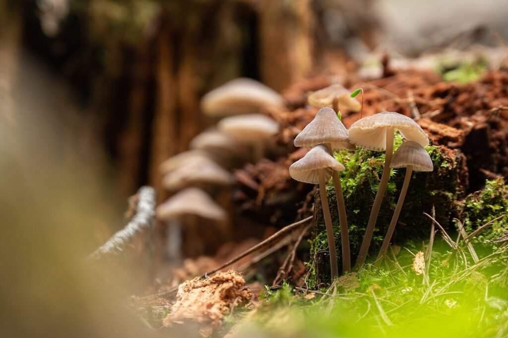 Small brown mushrooms growing from moss on a forest floor