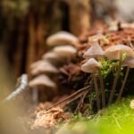 Small brown mushrooms growing from moss on a forest floor